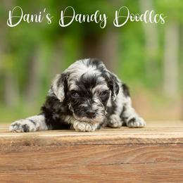 Princess - Blue merle female Aussiedoodle puppy in Roebuck, South Carolina from Dani's Dandy Doodles