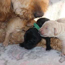 Boy 5 - Black Goldendoodle puppy in Bellville, Ohio from Ohio Designer Doodles