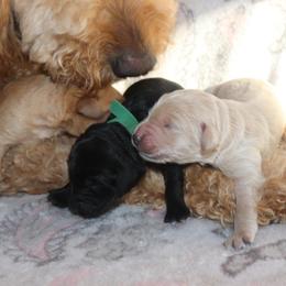 Boy 5 - Black Goldendoodle puppy in Bellville, Ohio from Ohio Designer Doodles