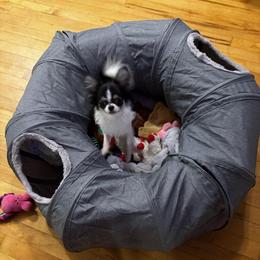 Maxi Poo - Chihuahua