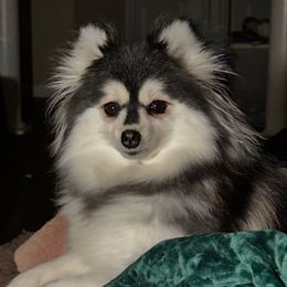 Peaches - Pomsky