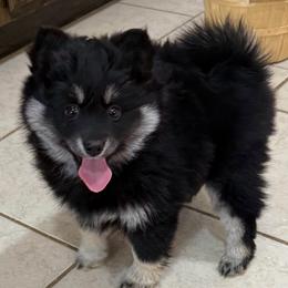 Raven - Black female Pomsky puppy in Raymondville, Missouri from Pampered Pomskies