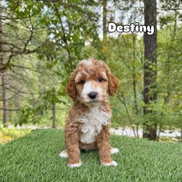 Destiny - Red  female Goldendoodle puppy in Roseburg, Oregon from Dbos Furry Friends