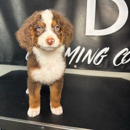 BROWNING - Tri-color male Bernedoodle puppy in Corpus Christi, Texas from The Henke Doodles