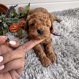 Purple collar - Red  female Poodle puppy in Las Vegas, Nevada from Vegas Toy Poodles