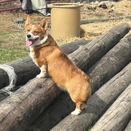 Nugget - Pembroke Welsh Corgi