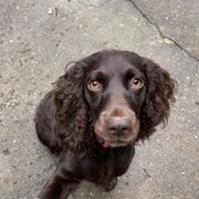 Mallie - Boykin Spaniel
