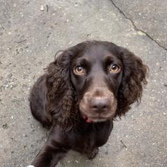 Mallie - Boykin Spaniel