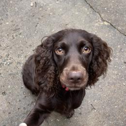 Mallie - Boykin Spaniel
