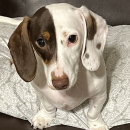 SOOKIE - Dachshund