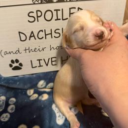 Orion Full AKC Male - Cream male Dachshund puppy in Erie, Michigan from Champagne’s Grinch Toe’d Dachshunds