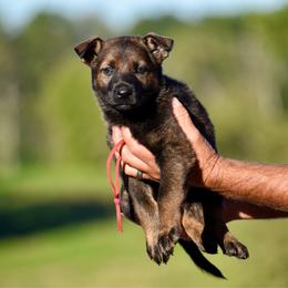 Red - Sable female German Shepherd puppy in Cherryville, North Carolina from Masky Kennel