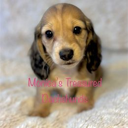 Creamy Girl - Cream female Dachshund puppy in Humble, Texas from Monica’s Treasured Dachshunds