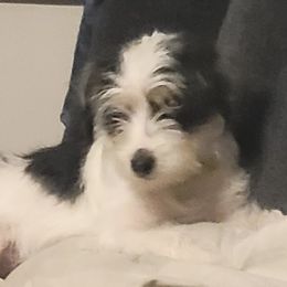Poodles and Yorkipoos from Sweet Carolina Pups