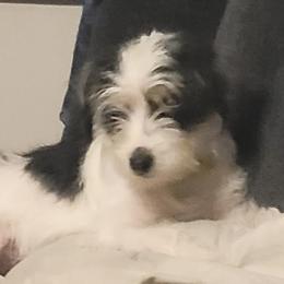 Poodles and Yorkipoos from Sweet Carolina Pups