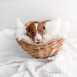 Sandy - Red  female Goldendoodle puppy in Greencastle, Indiana from Willow & Co.