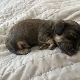 Percy - Cream male Dachshund puppy in Lansing, Michigan from Swedoxies