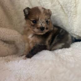 Jacob - Cream sable parti male Pomeranian puppy in Enumclaw, Washington from SantaAnna Pomeranians