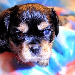 Cavalier King Charles Spaniels from Buckletucky Farm
