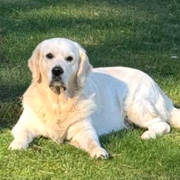 Lucky - Golden Retriever
