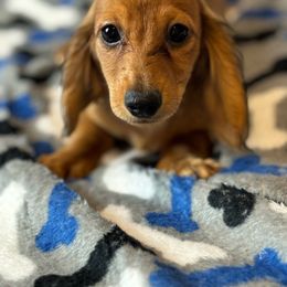 Lilly - Dapple Dachshund puppy in Lake City, Florida from My Ditzy Doxies of Florida