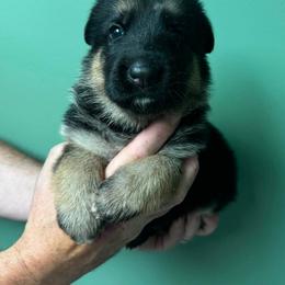 White - Black and red male German Shepherd puppy in Hancock, New Hampshire from Kysarah German Shepherds