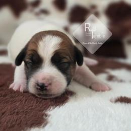 Auggie - White and tan male Russell Terrier puppy in Harvel, Illinois from Ruff and Tumble Russell Terriers