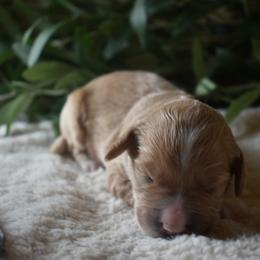 Aussiedoodle and Goldendoodle Puppies from Classic City Doodles