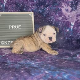 Prue - Red brindle and white female Bulldog puppy in Hillsdale County, Michigan from KZ Bullies LLC