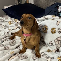 Pickles - Dachshund