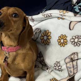 Pickles - Dachshund