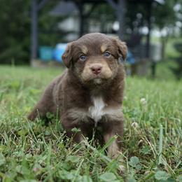 Garnet - Red tri-color female Australian Shepherd puppy in Holmesville, Ohio from Coffee Run Spring at Miller Farms