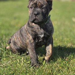 Lincoln - Black brindle male Cane Corso puppy in Grandville, Michigan from Platinum Ranch Cane Corsos