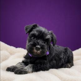Female puppy - Black and silver female Miniature Schnauzer puppy in Houston, Texas from Haughton Farm