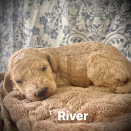 River - Apricot male Poodle puppy in Athens, Georgia from Alexander’s Standard Poodles