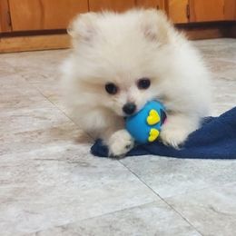 Pomeranian Puppies from Fancy Paws Pomeranian