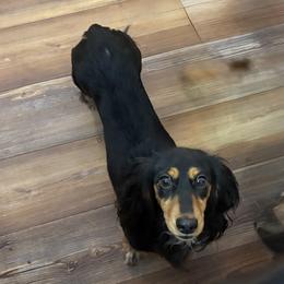 Liberty - Dachshund