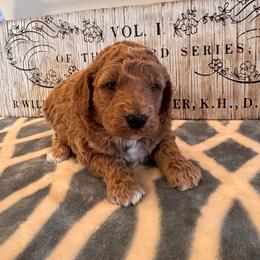Stetson - Apricot male Goldendoodle puppy in Bucyrus, Missouri from Hill Top Pomskies
