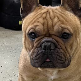 Dude - French Bulldog
