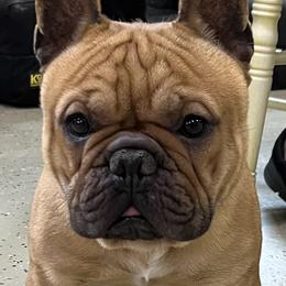 Dude - French Bulldog