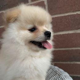 Boy1 - Cream male Pomeranian puppy in Houston, Texas from Lola’s Poms