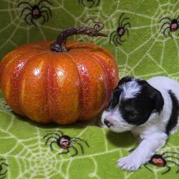 Rigatoni - Parti male Miniature Schnauzer puppy in Allison, Iowa from Firefly Stables