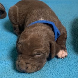 Blue collar male - Chocolate male Catahoula Leopard Dog puppy in Gadsden, Alabama from Rich Cat’s