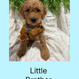 AKC  Standard poodle Little brother - Red  male Poodle puppy in Harrisburg, Arkansas from Ransone’s Ridge Runners Poodles and Doodles