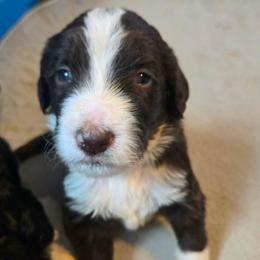 Autumn - Brown and white female Bernedoodle puppy in Mckenzie, Tennessee from Small Town Doodles & Poodles