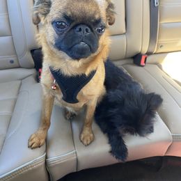 Ikey - Brussels Griffon