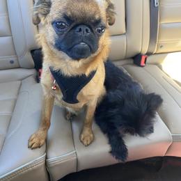 Ikey - Brussels Griffon