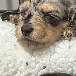 Hope - Dapple female Dachshund puppy in Hanford, California from Cooper Gals Doxies