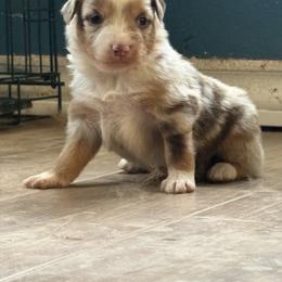 Girl 1 - Red merle female Australian Shepherd puppy in Lubbock, Texas from REKN’ Kennel Aussies