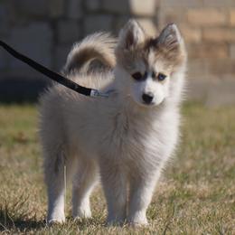 Jarvis - Silver and white male Pomsky puppy in Krum, Texas from Paw-Some Pomskies